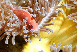 Thailand 2015 - Ko Tao - Poisson Clown a collier - Amphiprion perideraion _IMG_3766_rc